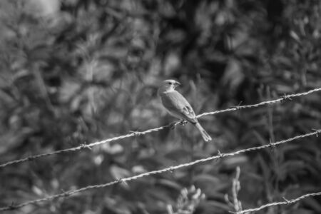 little yellow bird in venezuelaの写真素材