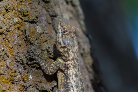 lizard on a tree in venezuelaの写真素材