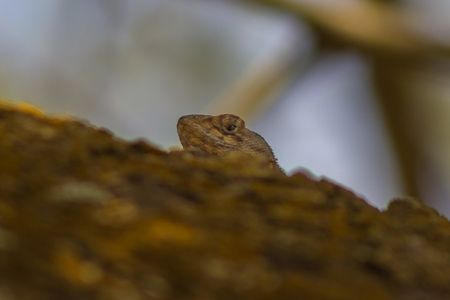 lizard on a tree in venezuelaの写真素材