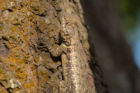 lizard on a tree in venezuelaの写真素材