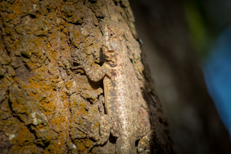 lizard on a tree in venezuelaの写真素材