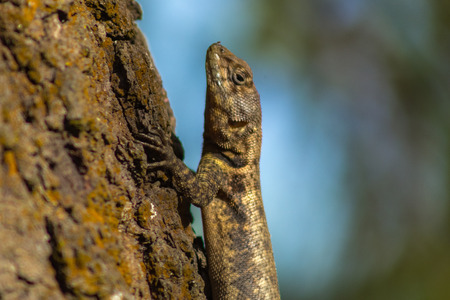 lizard on a tree in venezuelaの写真素材