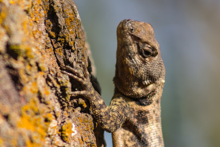 lizard on a tree in venezuelaの写真素材