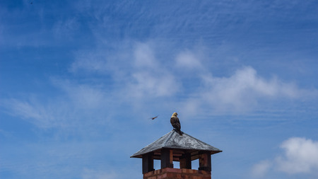 beautiful eagle in venezuelaの写真素材