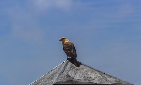 beautiful eagle in venezuelaの写真素材