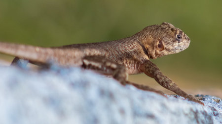beautiful lizard in venezuelaの写真素材