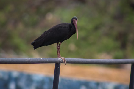 beautiful black bird in venezuela