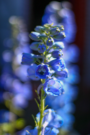 beautiful flower in french gardenの写真素材