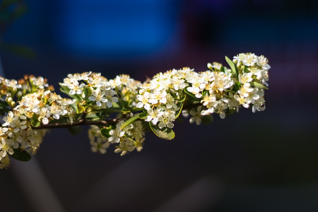 beautiful flower in french gardenの写真素材
