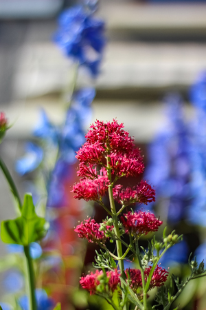 beautiful flower in french gardenの写真素材