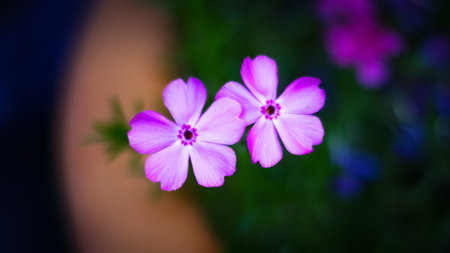 beautiful flower in french garden