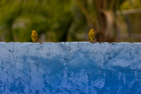 beautiful little yellow birdの写真素材