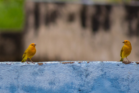 beautiful little yellow birdの写真素材
