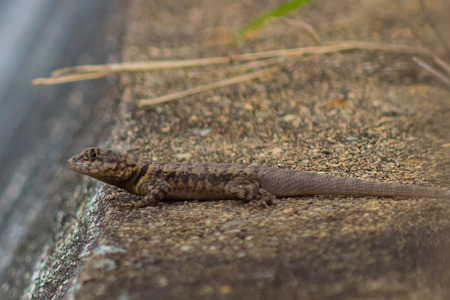 little lizard on a wallの写真素材