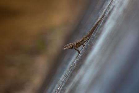 little lizard on a wallの写真素材