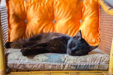 beautiful black cat on a chairの写真素材