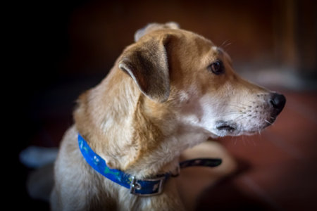 beautiful dog looking at the doorの写真素材