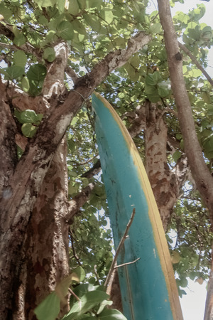 Surf board under a treeの写真素材