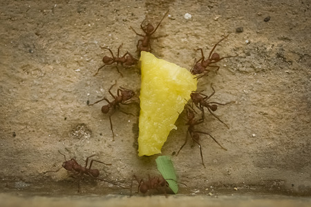 ants eat pineappleの写真素材