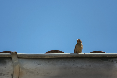 little bird on a cableの写真素材