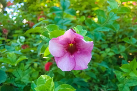 Beautiful tropical garden in guadeloupe islandの写真素材
