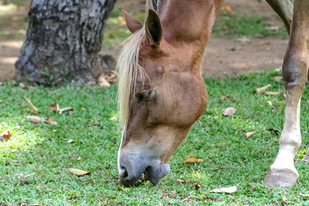 beautiful horse in a ranch in venezuelaの写真素材