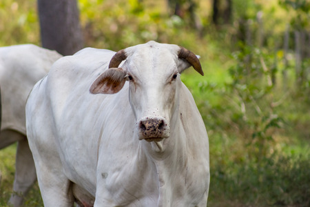 beautiful cow in venezuelaの写真素材