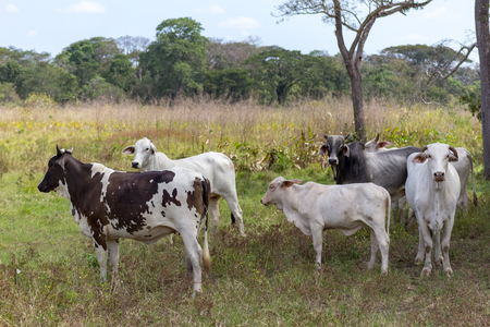 beautiful cow in venezuelaの写真素材