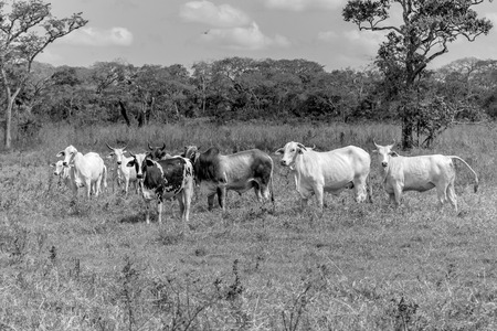 beautiful cow in venezuelaの写真素材