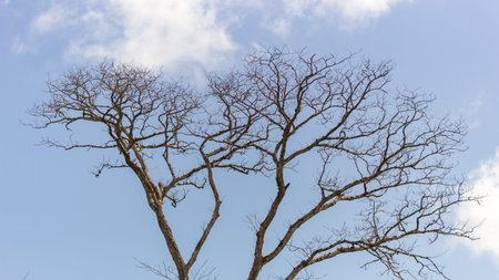 beautiful tree and sky in venezuela