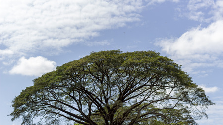 beautiful tree and sky in venezuelaの写真素材
