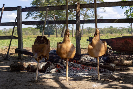 pork meat on a farm in venezuelaの写真素材