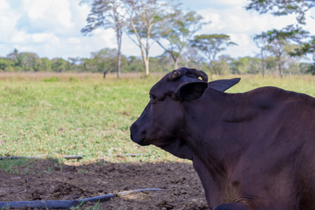 beautiful cow in a farm in venezuelaの写真素材