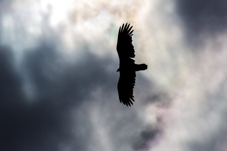 bird in the skyの写真素材