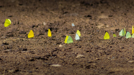 beautiful butterflies on the groundの写真素材