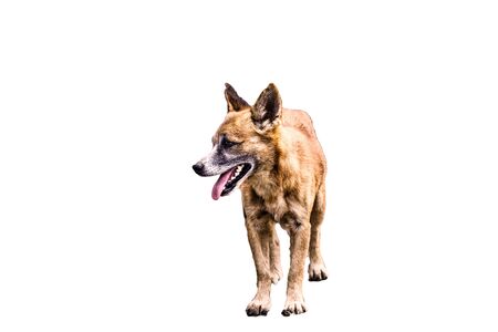 Dog isolated on white backgroundの写真素材