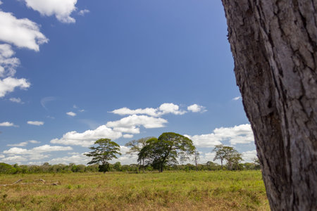 single tree in the field in Venezuelaの写真素材