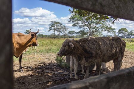 cow in the field in Venezuelaの写真素材