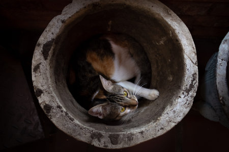 cat in a flower potの写真素材