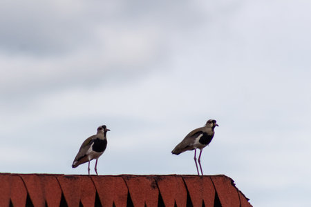 Two black and white lapwings standing on the roof of the house