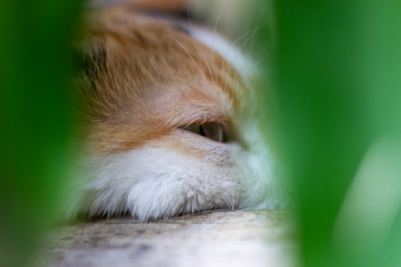 Close-up of a cat's head with green leaves in the backgroundの写真素材