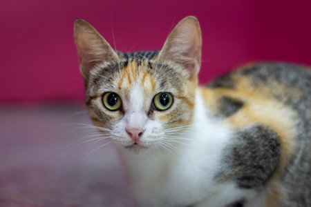 Portrait of a tricolor cat on a pink background.