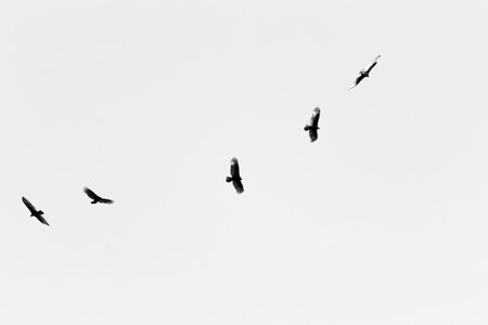 A flock of crows flying in the sky. Black and white photos.