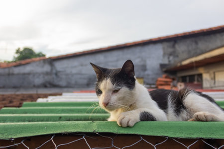 Black and white cat lying on a green fence. Selective focus.の写真素材