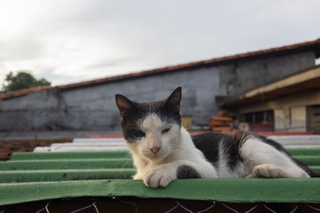Cute cat lying on the roof and looking at the camera.の写真素材