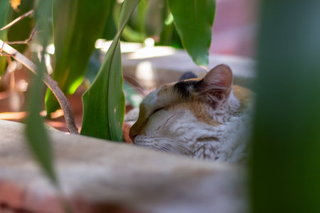 Cute cat sleeping in the garden. Selective focus. Animal.の写真素材
