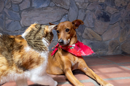Cat and dog with a red bandana on a stone background.の写真素材