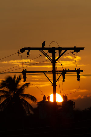 Silhouette of a bird perched on a power line at sunsetの写真素材