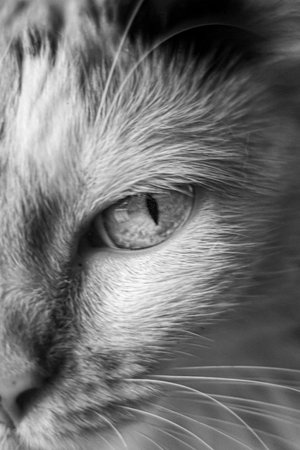 Closeup of a cat's eyes. Black and white photos.の写真素材