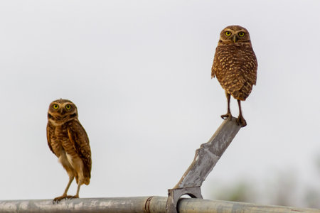 A pair of burrowing owls (Athene cunicularia) perched on a metal fence.の写真素材